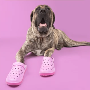 dog with shoes